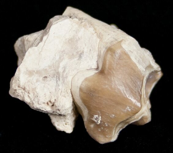 Oreodont (Merycoidodon) Tooth and Jaw Section - South Dakota #10536